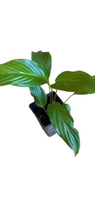 Lirio da Paz em vaso