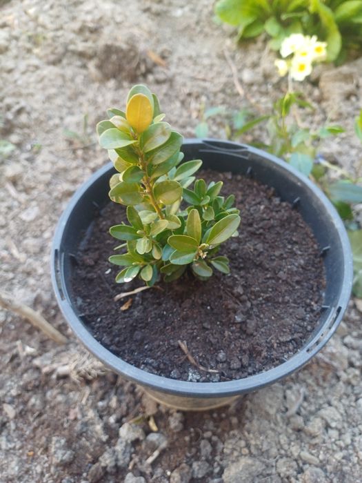 Sadzonki   roslin