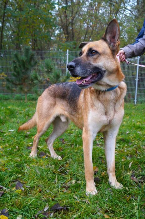 Ragnar - prawdziwy Scooby Doo szuka swojej ekipy!
