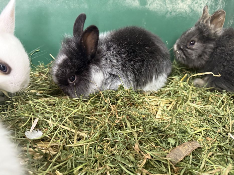 Кролики минии (до 900 грамм) Большой выбор