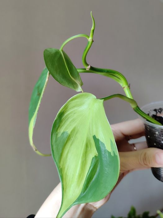 Филодендрон Сканденс Бразил и Лайм лиана