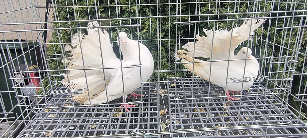 Gołębie pawiki ogrodowe