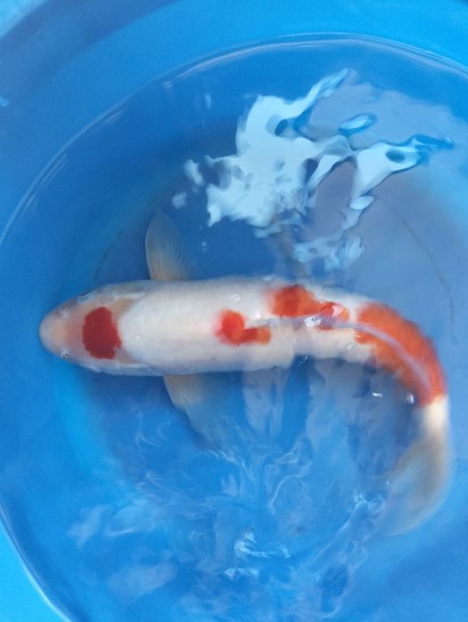 Carpa koi maruten kohaku 35 cm
