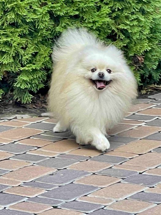 Дівчинка помераночка КСУ Киів