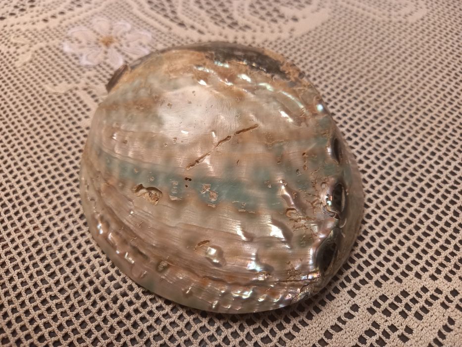 Linda concha de madrepérola