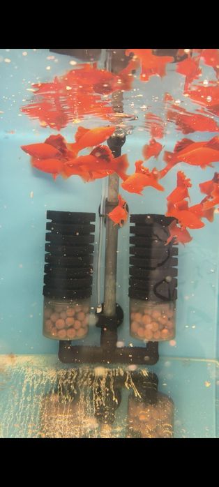 Red cauliflower samce