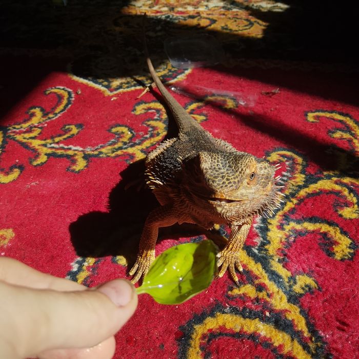 Agama brodata samica 4 lata