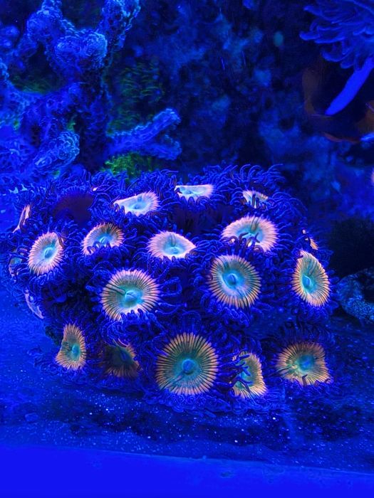 Zoanthus SUNNY 15-20 polipów