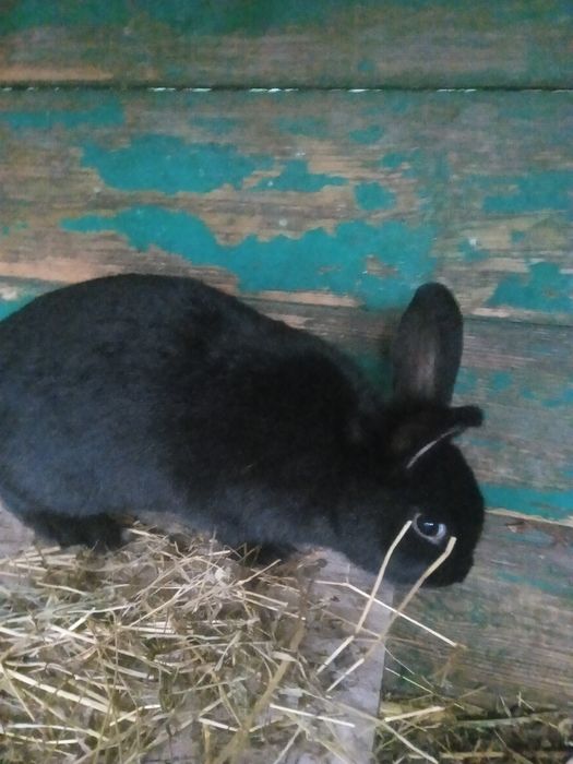 Кролики самец Аляска