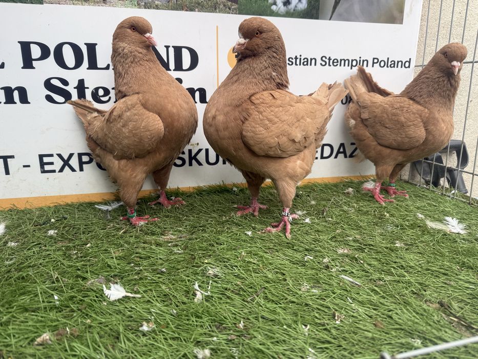 Gołębie. King. Kingi1. Możliwy transport