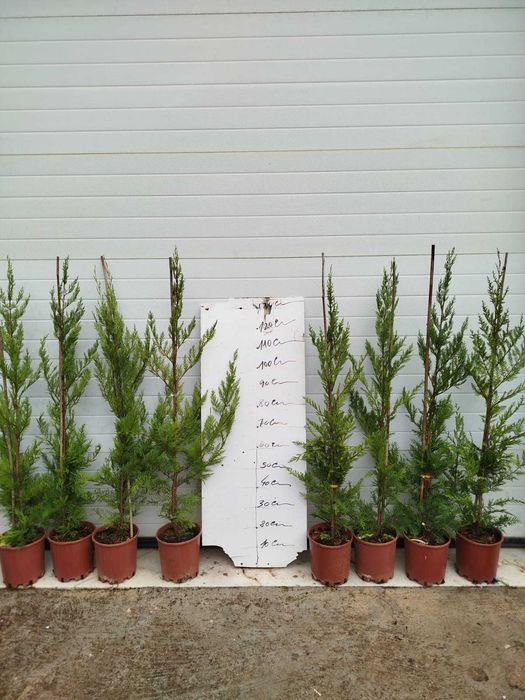Cupressus leylandes 2001