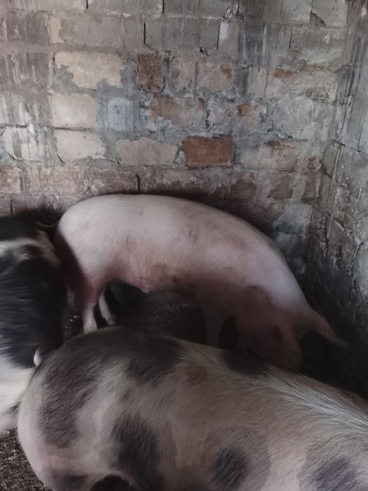 Продаються свині в с.Недобоївці
