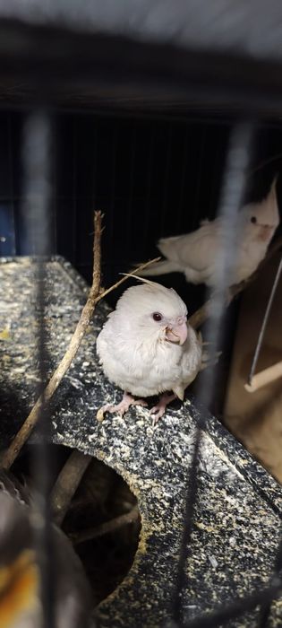 Caturra 2026 domesticadas