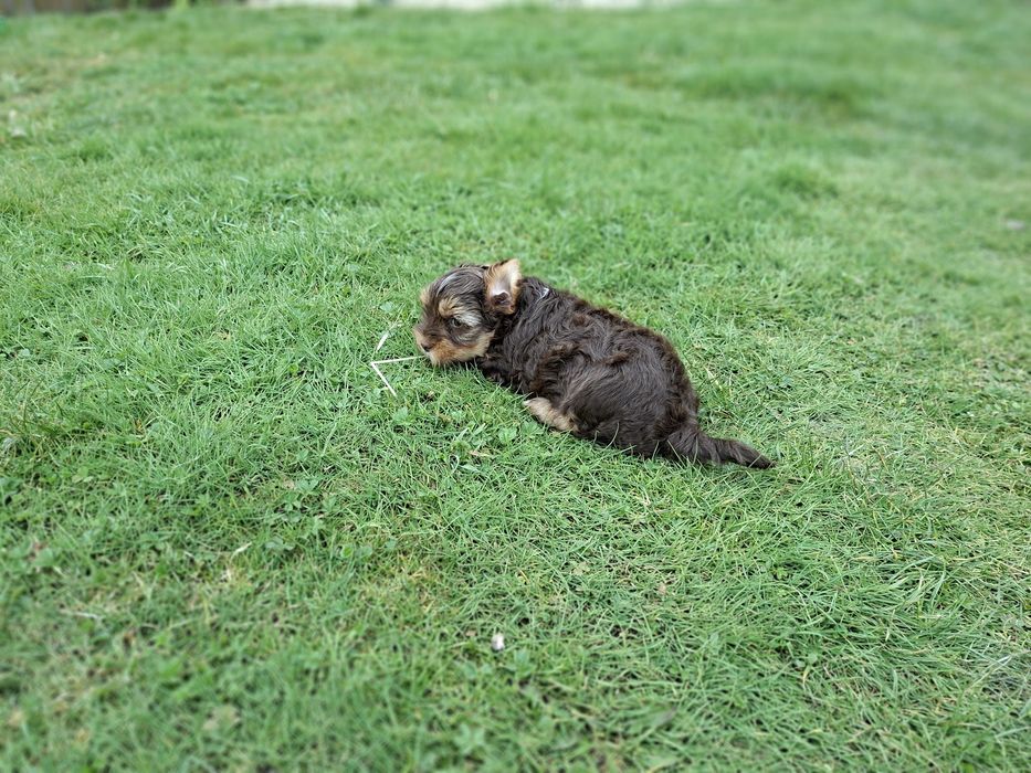 York Piesek Rodowód