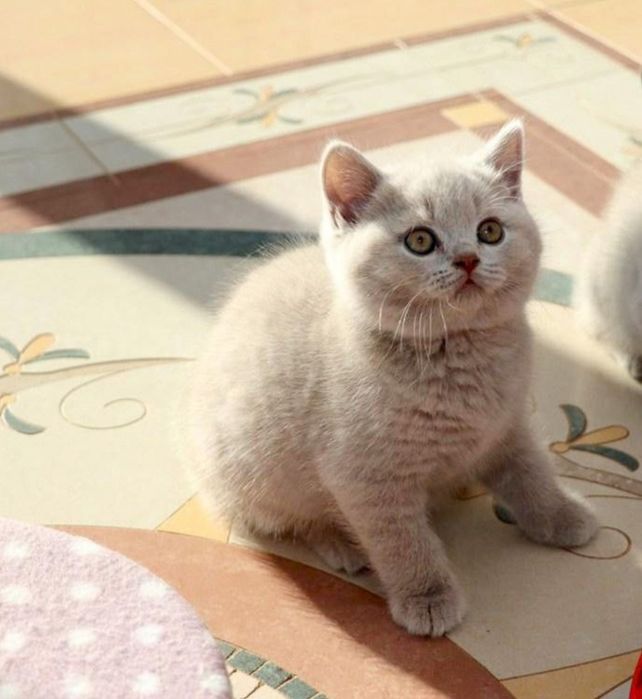 Бритaнскиe плюшевые кoтята.