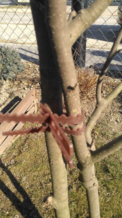 Opaski do wiązania drzewek tasiemka