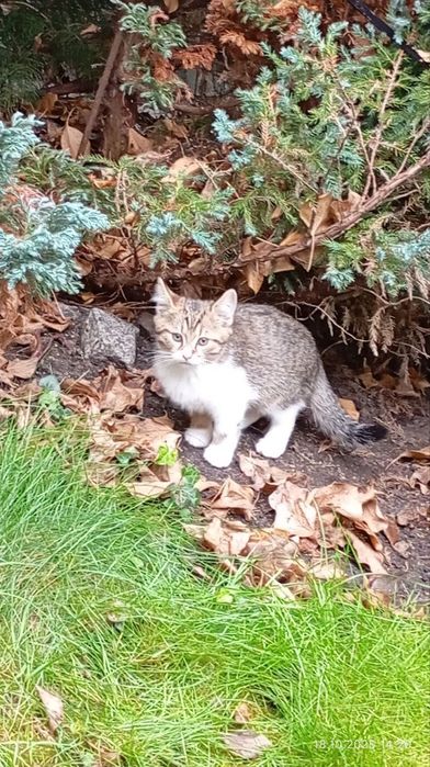 Отдам котятенка в хорошие руки