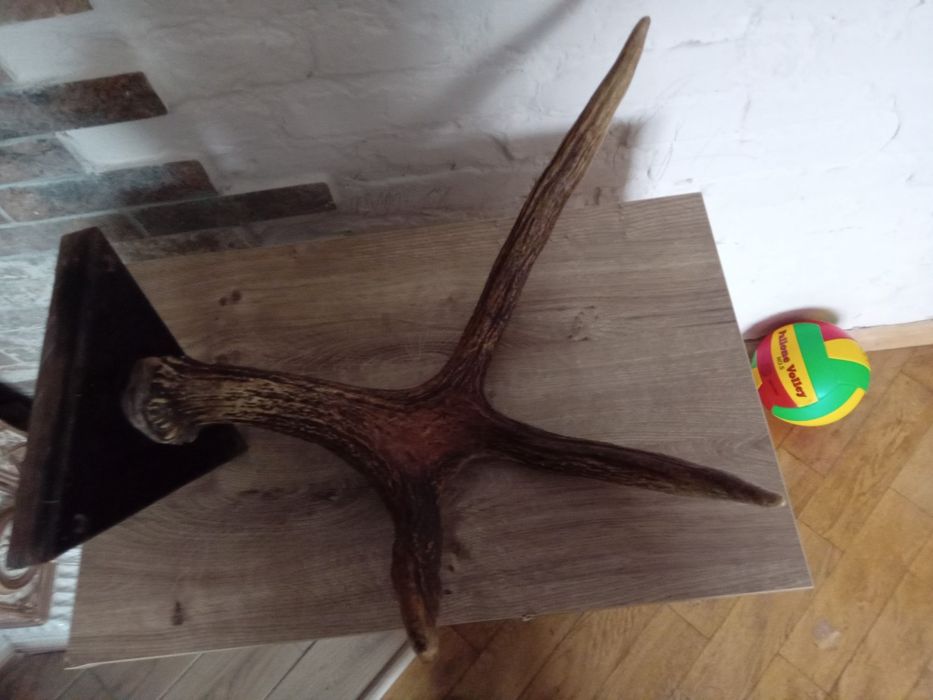 Продам Оленячі роги