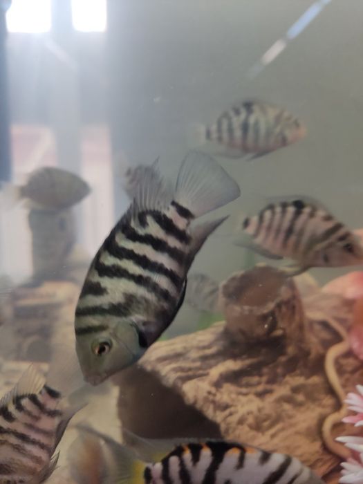 Цихлазома чернополосая, цихлида, и сомята