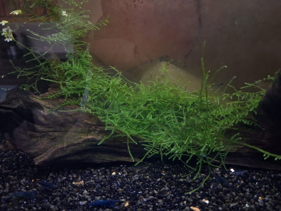 Musgo Spiky (Taxiphyllum sp.)