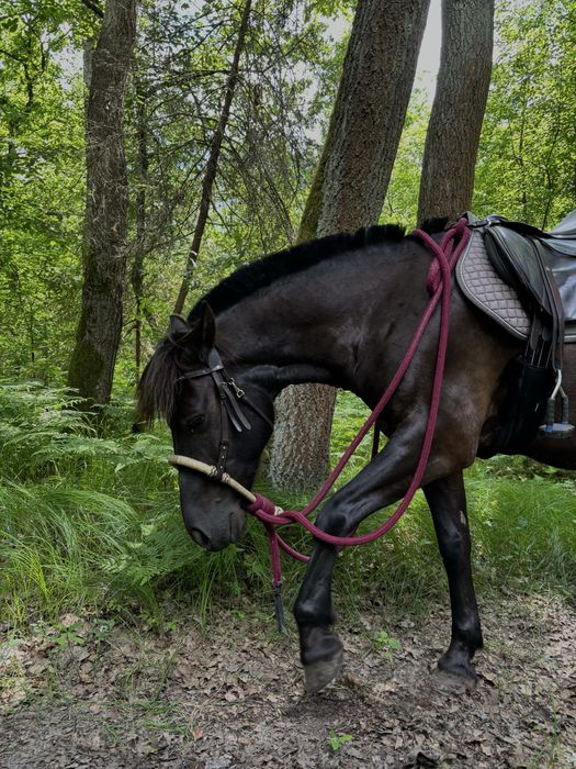 Dzierżawa konia