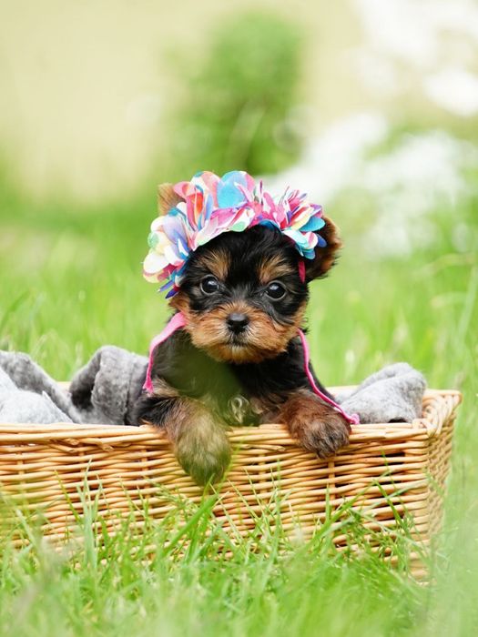 Продаються цуценята-модельки – маленькі йорки, як з обкладинки