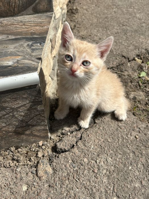 Кошенята в добрі руки