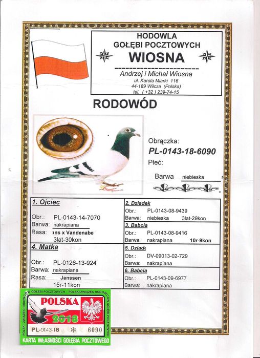 Młode para 71 Oryg. A.M Wiosna Wnuk 5838 gołąb gołębie pocztowe Rude