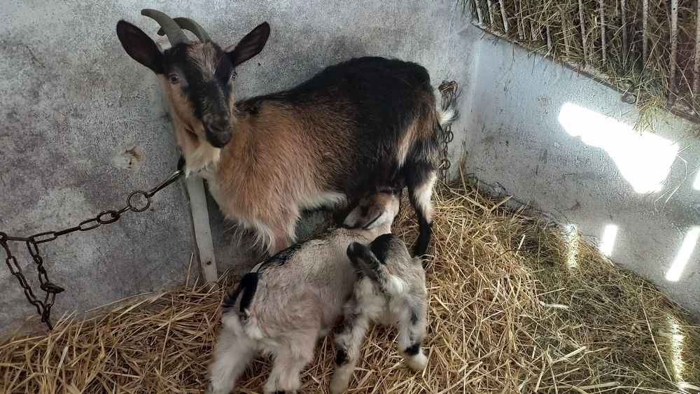 Koza z 2 młodymi