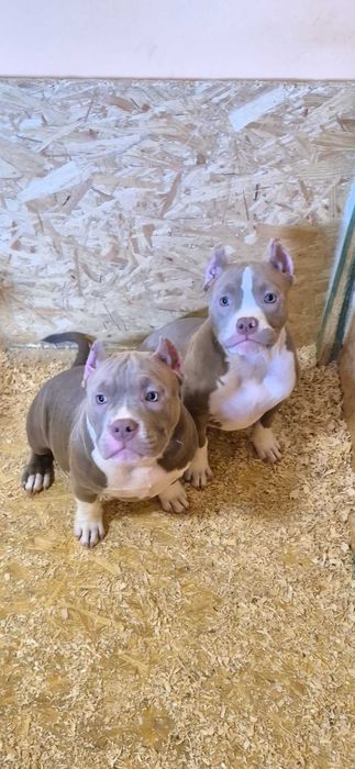American bully abkc