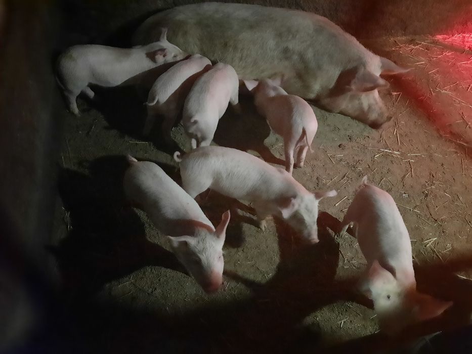 Маленькі свиночки , кабанчики