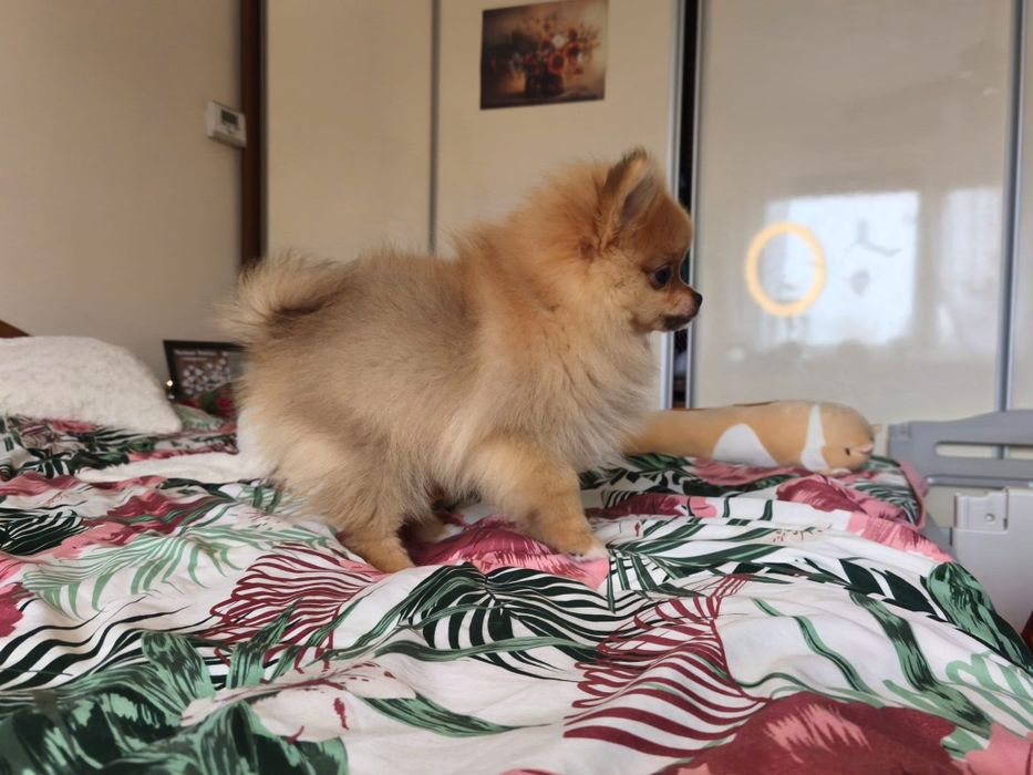 Szpic miniaturowy pomeranian
