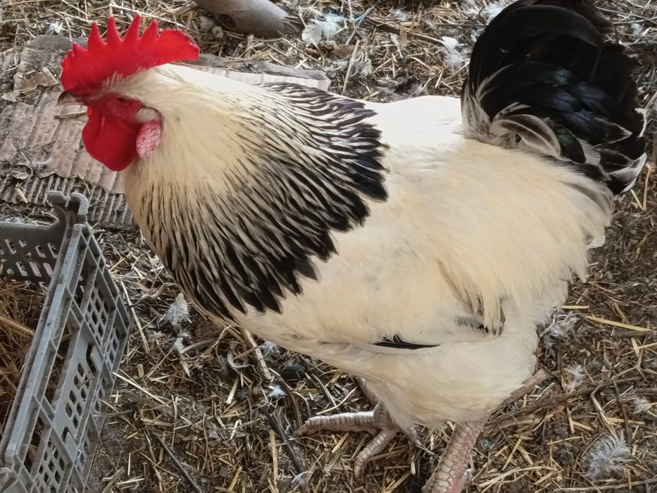 Ovos galado legorne, Sussex light, Brahma red pyle e Brahma buff