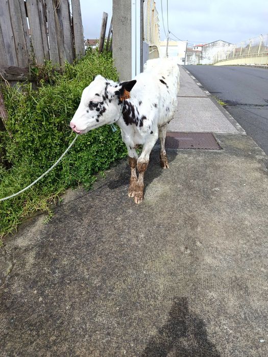 Vende se bezerro macho