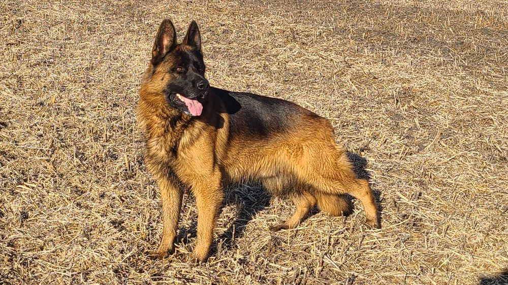 Для в'язки пропонується кращий представник своєї породи!