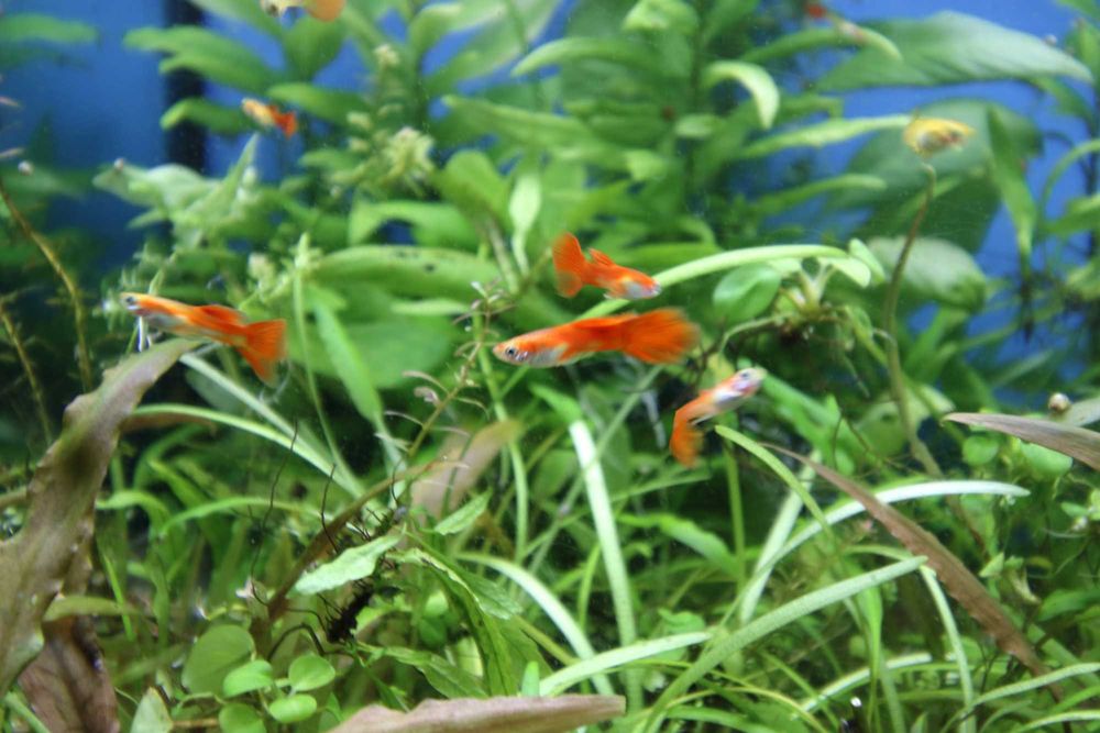 Guppies Red Blonde puros