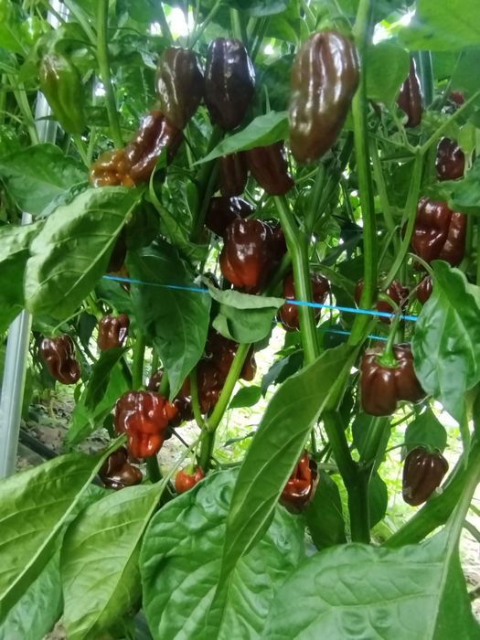 Habanero czekoladowe