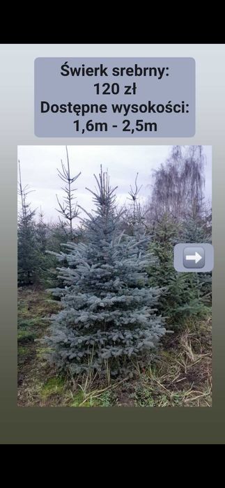 Choinki, świerki 2m i więcej