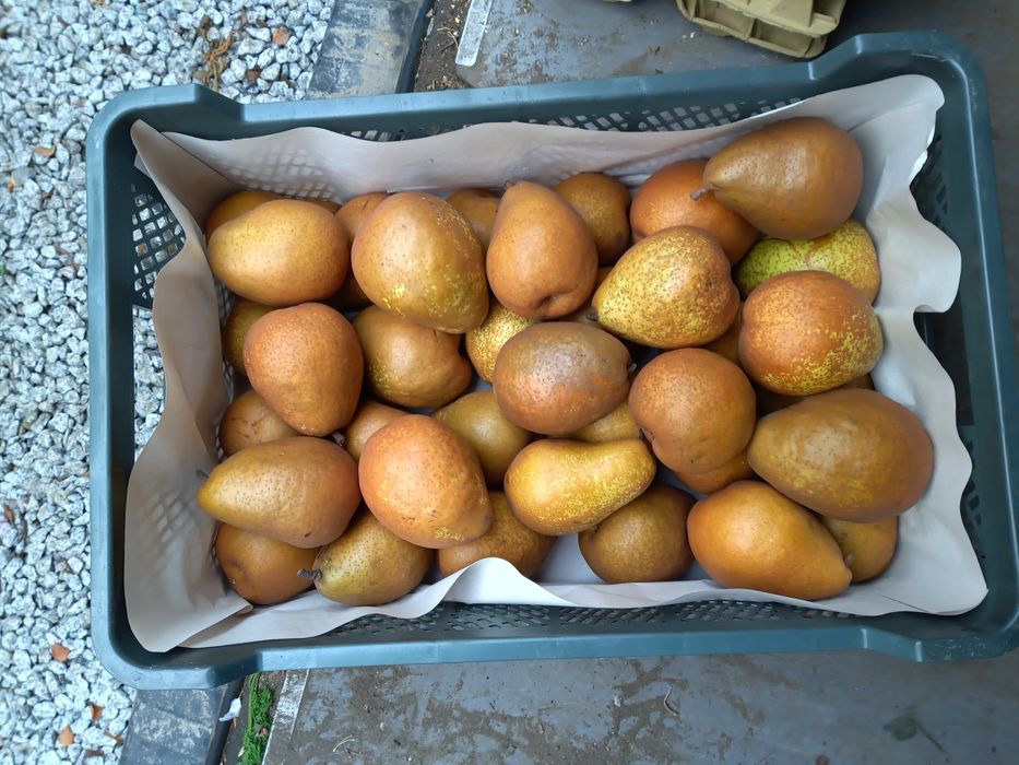 Dostawa warzywa i owoce z  własnego  gospodarstwa