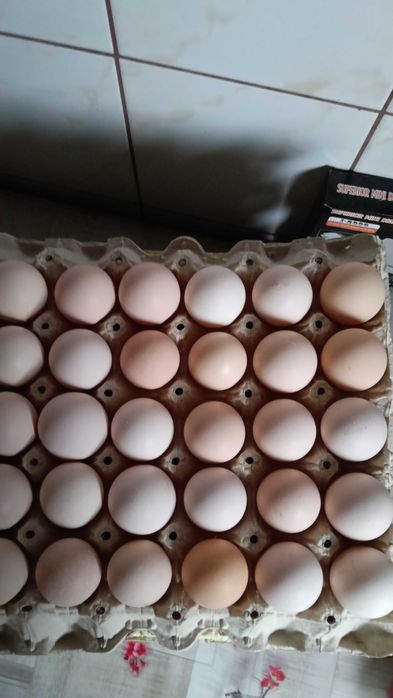 Sprzedam jajka kurze