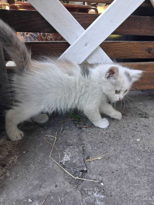 Кошенята в добрі руки