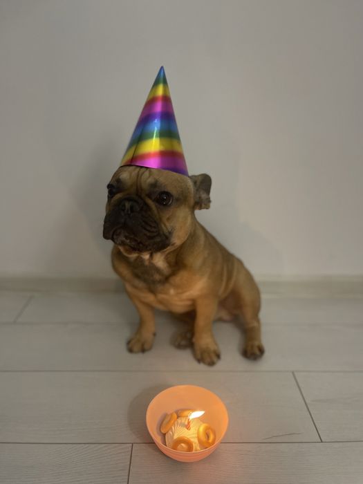 Кобель французского бульдога