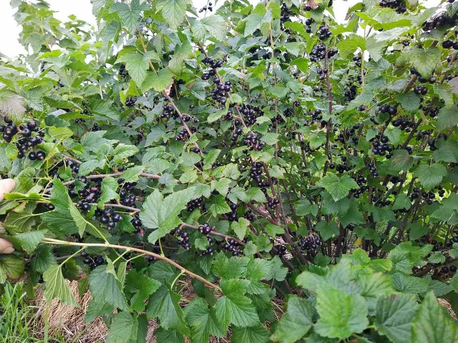 Смородина (черенки)