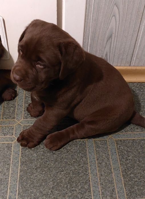 Labrador Retriever Rezerwacja PIES