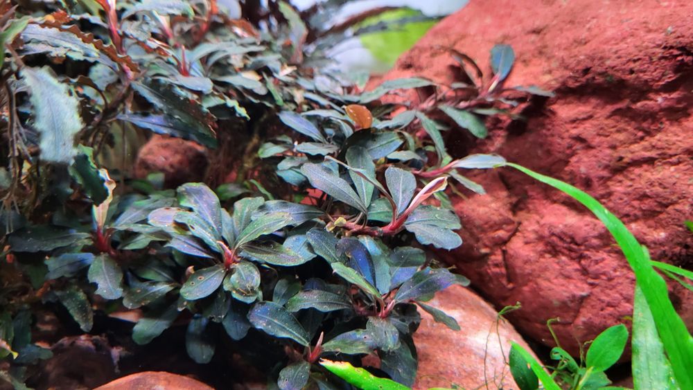 Bucephalandra Theia i Velvet