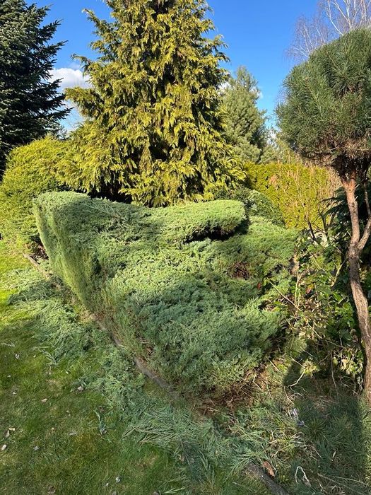 Wycinka drzew, prześwietlenie, pielęgnacja ogrodów prace w ogrodzie