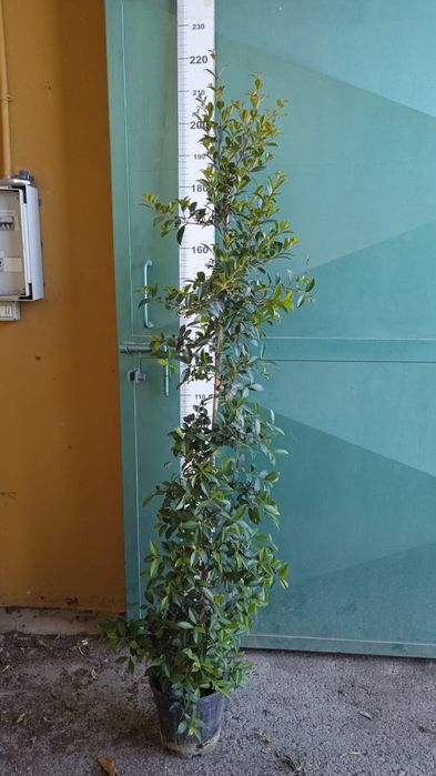 Eugenia newport 180/220 cm planta para sebe