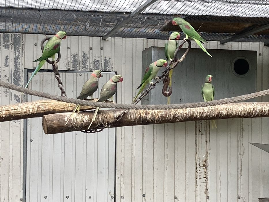 Alexandrinos 24/23/22