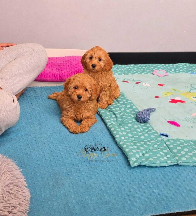 Cockapoo F1B gotowe na zmianę domu