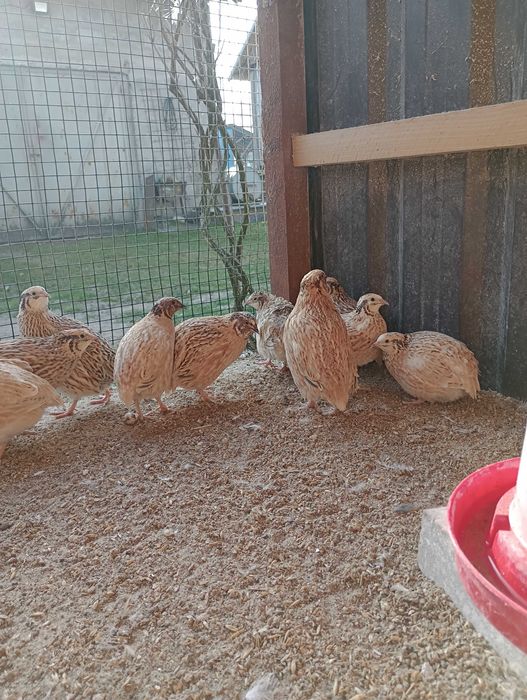 Jajka lęgowe przepiórek